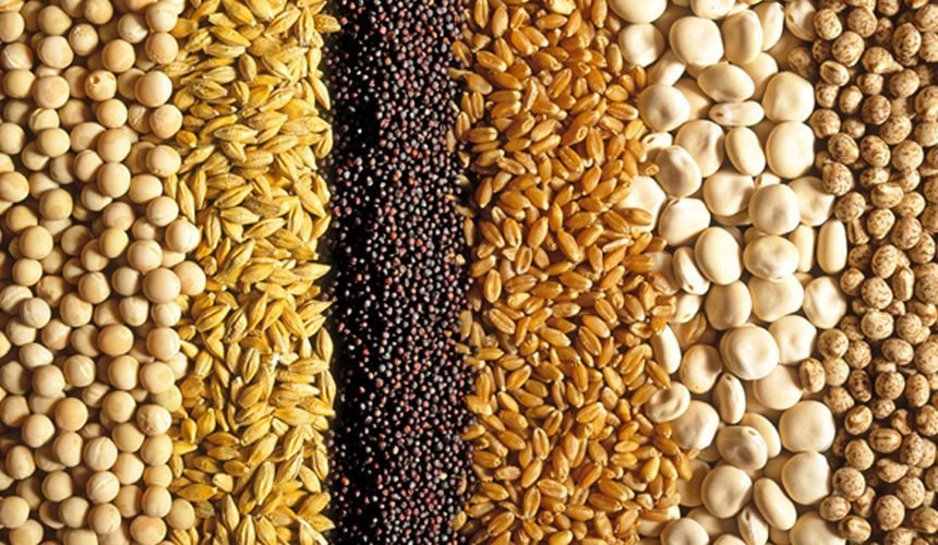 Food, Feed & Grains