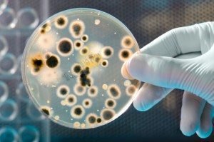 Shelf life, Sterility, Preservative efficacy