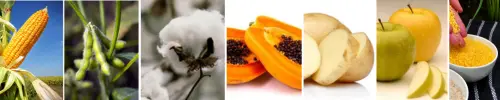 here is expamles of generally modified foods